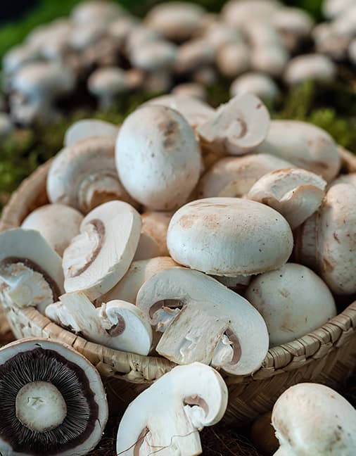 Champiñones blancos Setas de Cuivá en una canasta de mimbre: Consejos prácticos para el correcto manejo del Champiñón