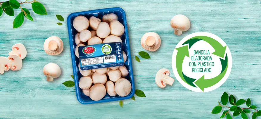 Bandeja PET azul de Champiñones Setas de Cuivá: Elaborada con Plástico Reciclado