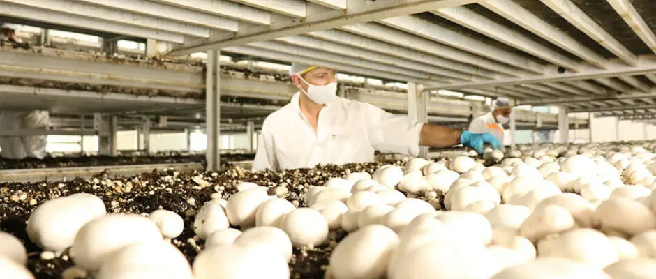 Un empleado con indumentaria de Setas de Cuivá, selecciona champiñones blancos del cultivo