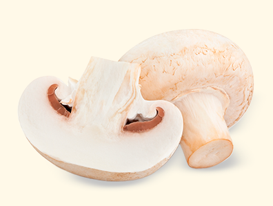 Champiñones Blancos Setas de Cuivá