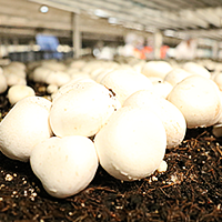 Champiñones blancos Setas de Cuivá sobre micelio