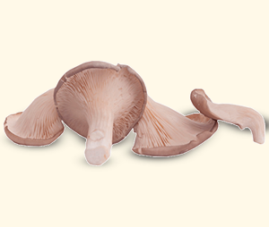 Champiñones Oyster Setas de Cuivá a granel
