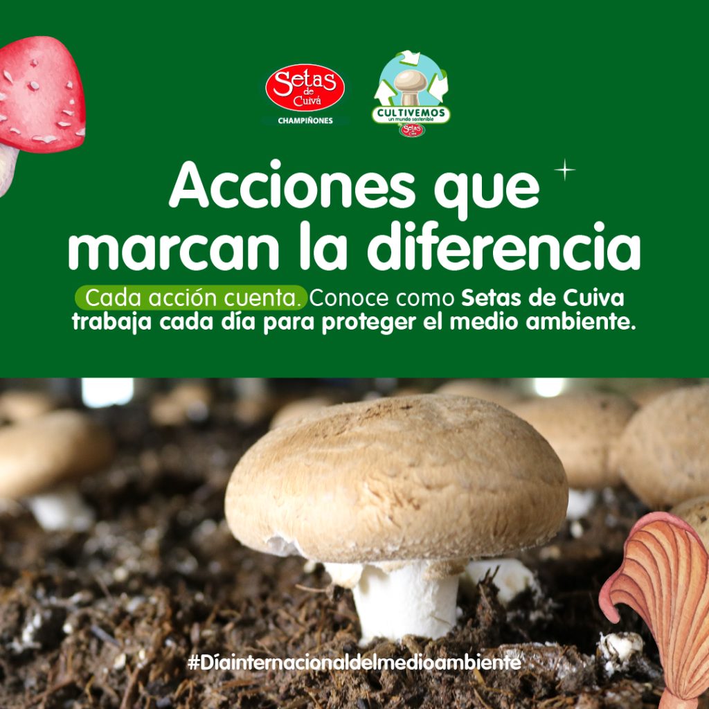 Champiñón creciendo en la tierra: Acciones que marcan la diferencia, conoce cómo Setas de Cuivá trabaja para proteger el medio ambiente
